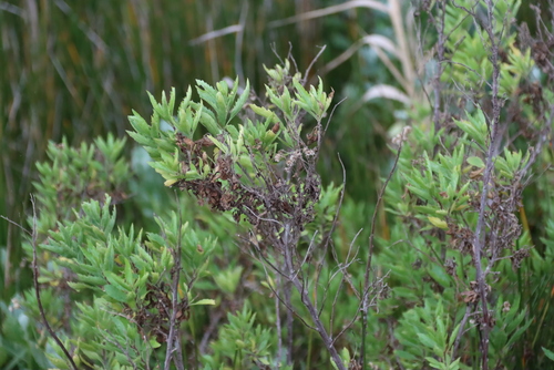 Nidorella ivifolia, photograph 3