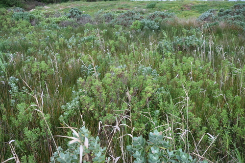 Nidorella ivifolia, photograph 2