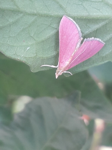 Pyrausta inornatalis