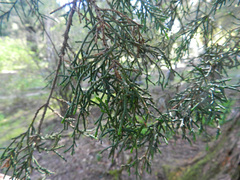 Cupressus bakeri