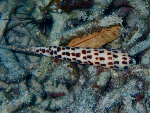 Terebra subulata observed 2026-09-02