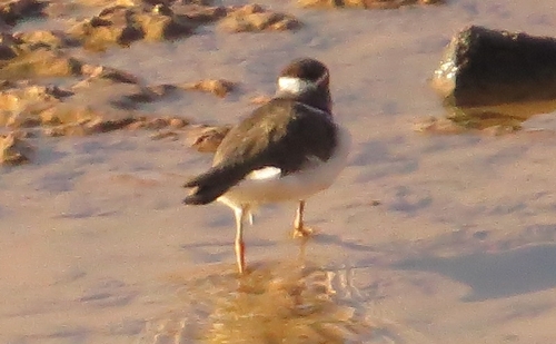 iNaturalist image