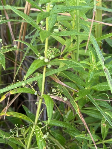 Rubia jesoensis observed 2026-08-31