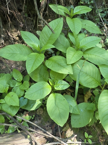 American pokeweed