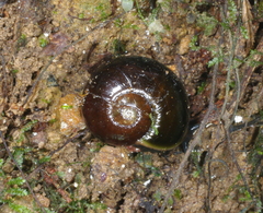 Victaphanta compacta