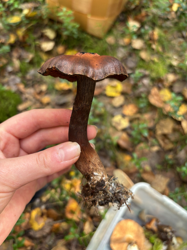 Cortinarius brunneus, 2026-09-02