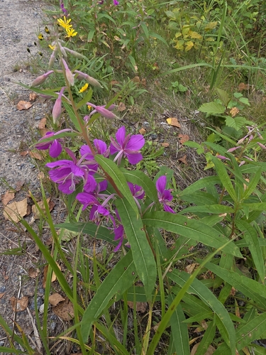 fireweed