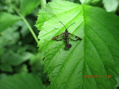 Synanthedon tipuliformis