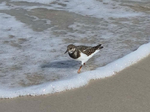 Ruddy Turnstone