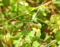 Miniargiolestes minimus