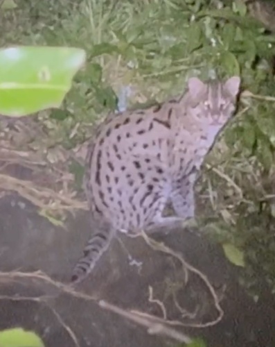 Mainland Fishing Cat