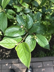 Cotoneaster lucidus