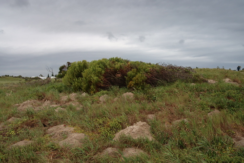 Leucadendron coniferum, photograph 5