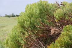 Leucadendron coniferum, photograph (c) Tony Rebelo, some rights reserved (CC BY-SA)