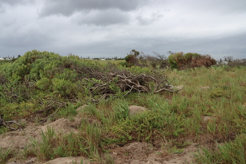 Leucadendron coniferum, photograph 6