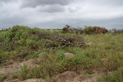 Leucadendron coniferum, photograph (c) Tony Rebelo, some rights reserved (CC BY-SA)