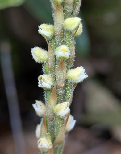 Hetaeria oblongifolia observed 2026-09-01