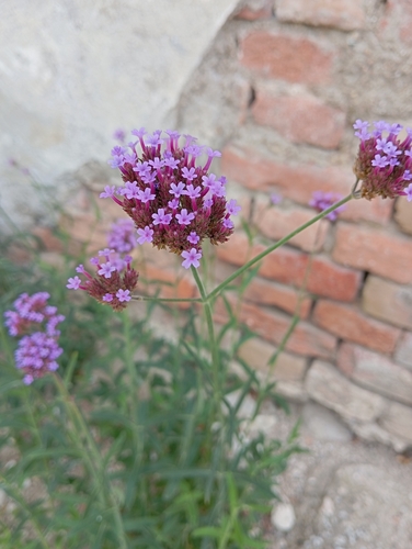 purpletop vervain