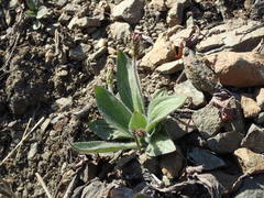 Plantago camtschatica