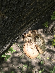 Cerioporus squamosus