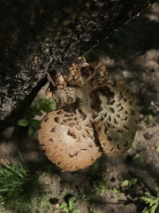 Cerioporus squamosus