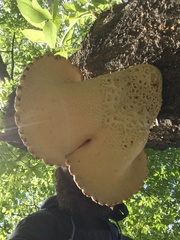 Cerioporus squamosus