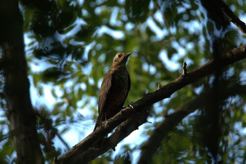 Chinese Blackbird