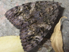 Catocala doerriesi