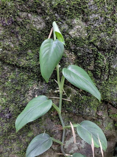 Scindapsus officinalis