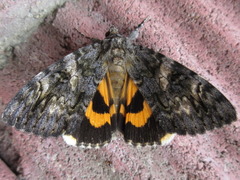 Catocala doerriesi