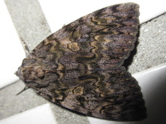 Catocala doerriesi