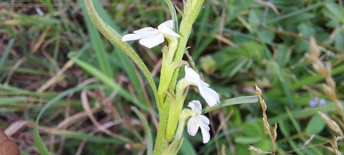 Striga angustifolia observed 2026-09-02