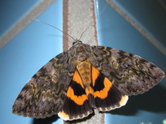 Catocala doerriesi