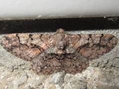 Satoblephara parvularia