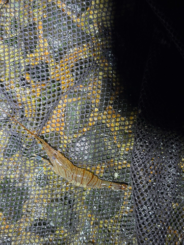 Palaemon pacificus observed 2026-08-30
