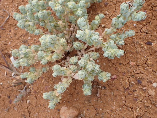 Pop saltbush (Atriplex spongiosa)
