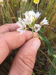 Allium lacunosum