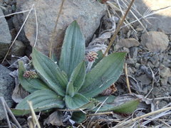 Plantago camtschatica
