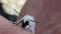 Spilosoma vestalis