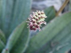Plantago camtschatica