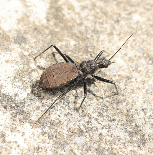 Coranus dilatatus