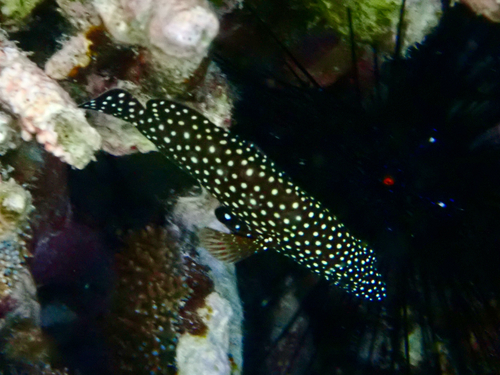 Epinephelus ongus observed 2026-08-31