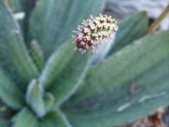 Plantago camtschatica