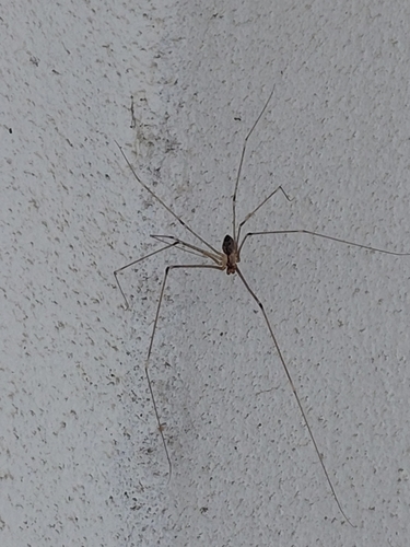 Tailed Cellar Spider