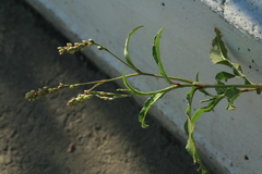 Persicaria bungeana
