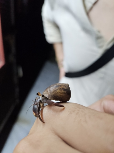 Red Land Hermit Crab