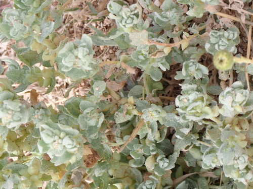 Pop saltbush (Atriplex spongiosa)