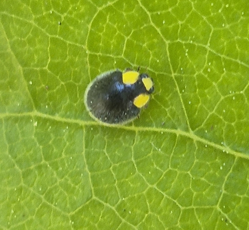 Yellow-shouldered Ladybird