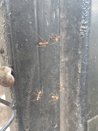 Asian Weaver Ant