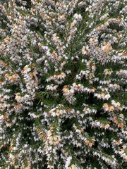 Erica carnea